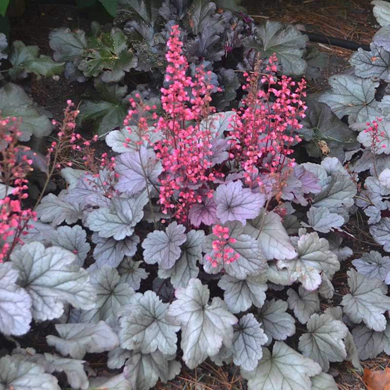 Silver Gumdrop Coral Bells with silver leaves and bright pink flowers. 