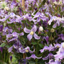 Clématite arbustive Stand by Me Lavender, aux fleurs en forme de cloche orientées vers le bas et aux pétales frisés. 