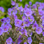 Close-up of a bee on a purple bloom of 'Boom Chocolatta' Cranesbill. 