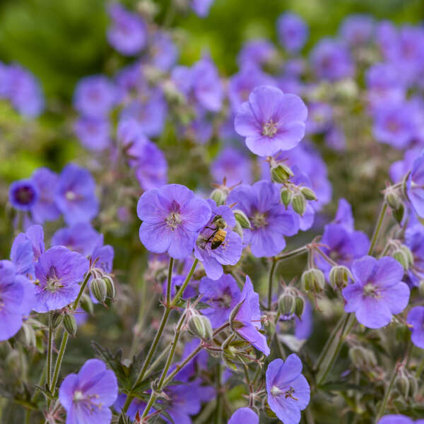 Close-up of a bee on a purple bloom of 'Boom Chocolatta' Cranesbill. 