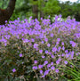 'Boom Chocolatta' Cranesbill with an abundance of purple blooms on top of bronze foliage.