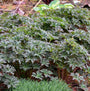 'Boom Chocolatta' Cranesbill with bronze foliage in a landscape. 