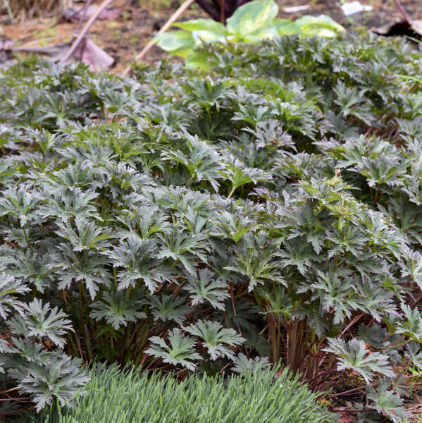 'Boom Chocolatta' Cranesbill with bronze foliage in a landscape. 