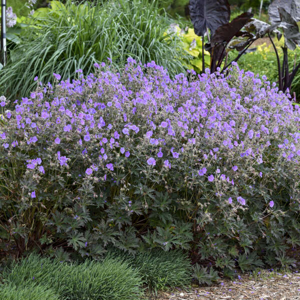 'Boom Chocolatta' Cranesbill with bright purple blooms floating above chocolate colored foliage. 