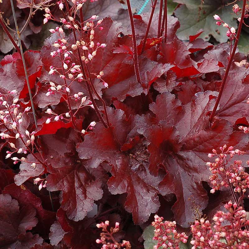 Forever Red Coral Bells with soft pink flowers floating over red foliage. 