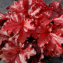 Heuchera Forever Red with ruffled vibrant red foliage. 