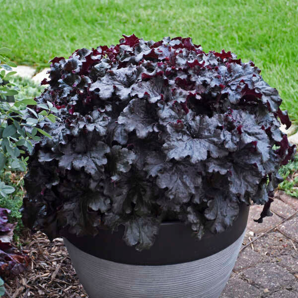Dressed Up Evening Gown Coral Bells with near-black ruffled foliage in a container. 