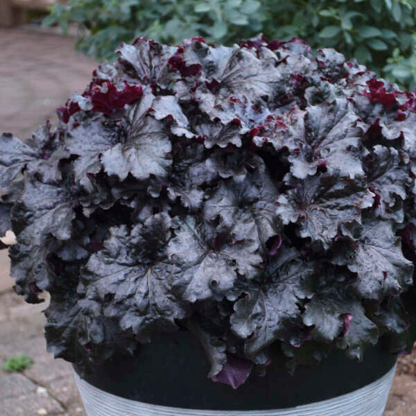 Dressed Up Evening Gown Coral Bells with glossy near-black foliage in a container. 