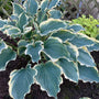 Shadowland® 'Hope Springs Eternal' Hosta (Hosta) is a wavy blue-green color textured foliage