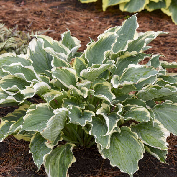 Shadowland® 'Hope Springs Eternal' Hosta (Hosta)  is low maintenance,