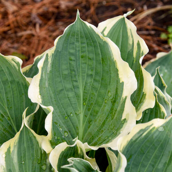 Shadowland® 'Hope Springs Eternal' Hosta (Hosta)  is easy to grow for beginners.