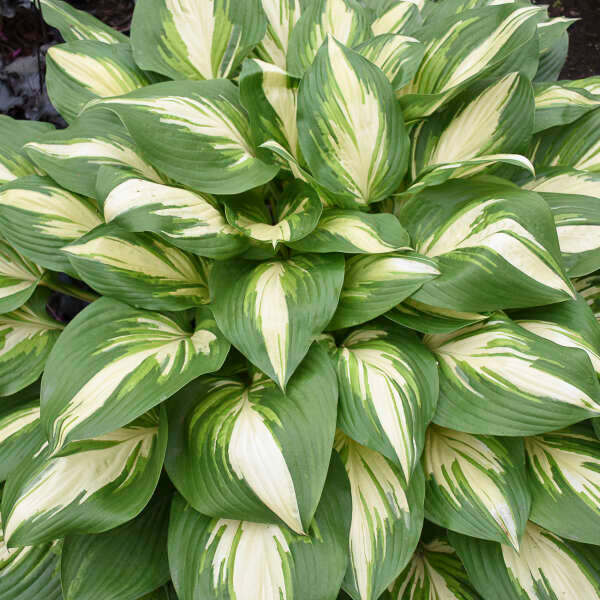 Shadowland® 'Miss America' Hosta (Hosta) is white with lavender flowers.