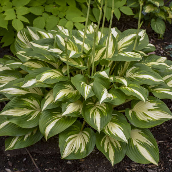 Shadowland® 'Miss America' Hosta (Hosta) is green and white variegation.