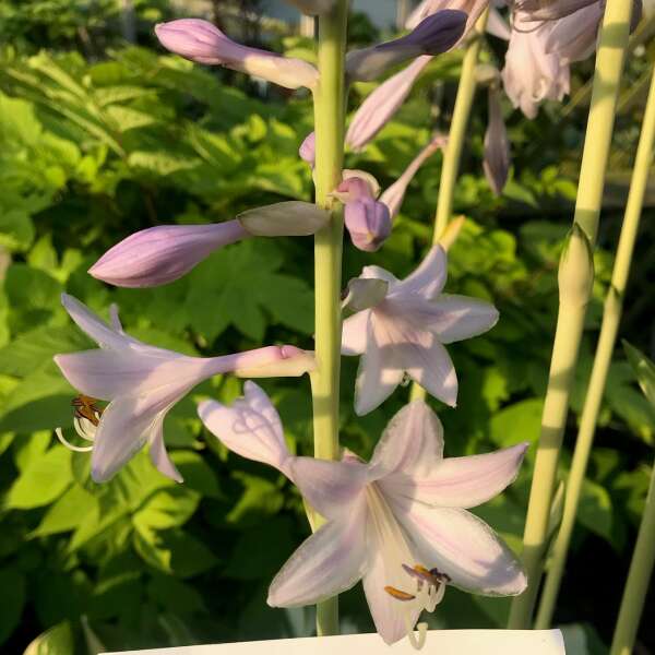 Shadowland® 'Miss America' Hosta (Hosta) has lavender flowers.