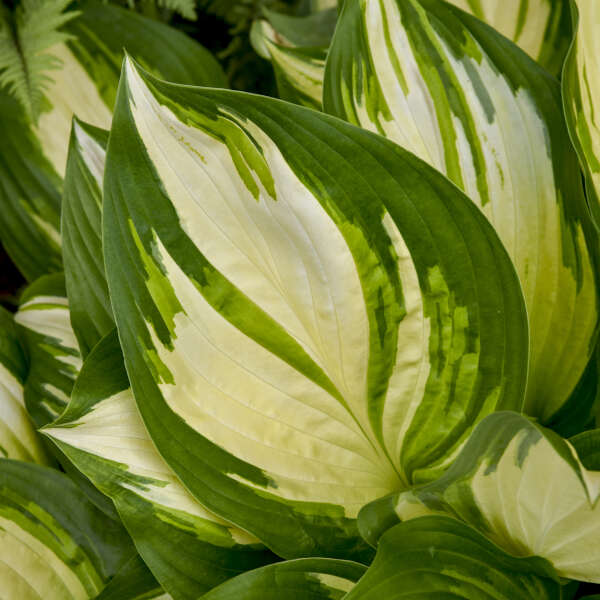 Shadowland® 'Miss America' Hosta (Hosta) is perfect for shade gardens.