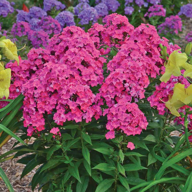 Showy pink Glamour Girl Phlox blooms floating above bright glossy green foliage. 