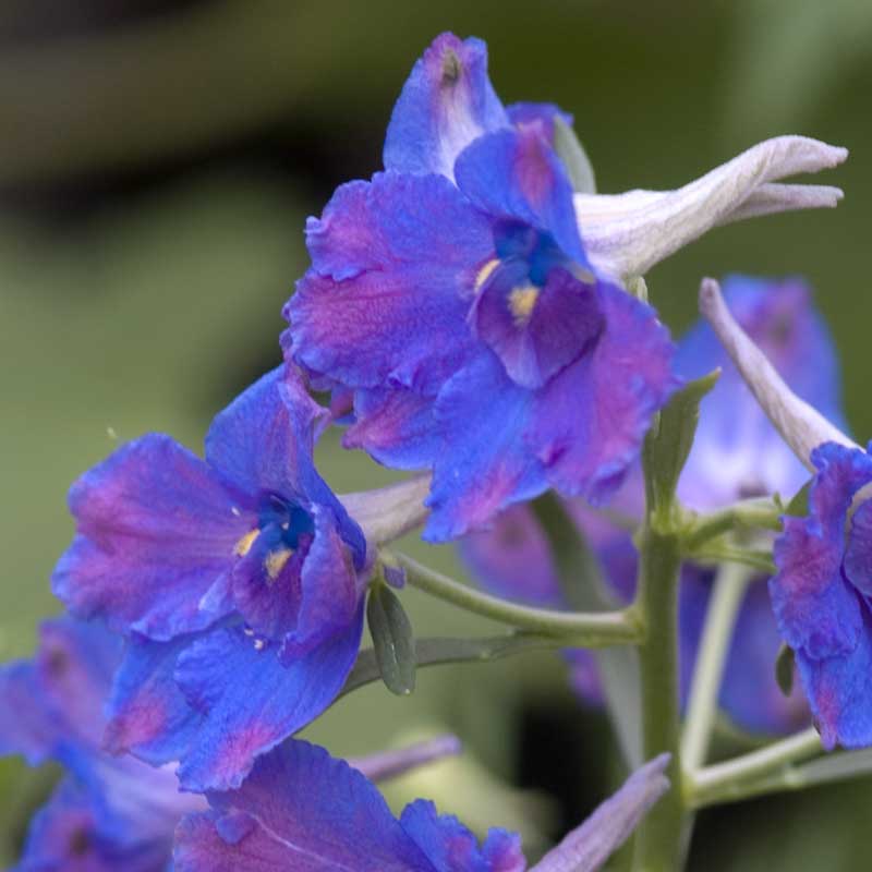 Close-up of rich deep blue Diamonds Blue Delphinium blooms. 