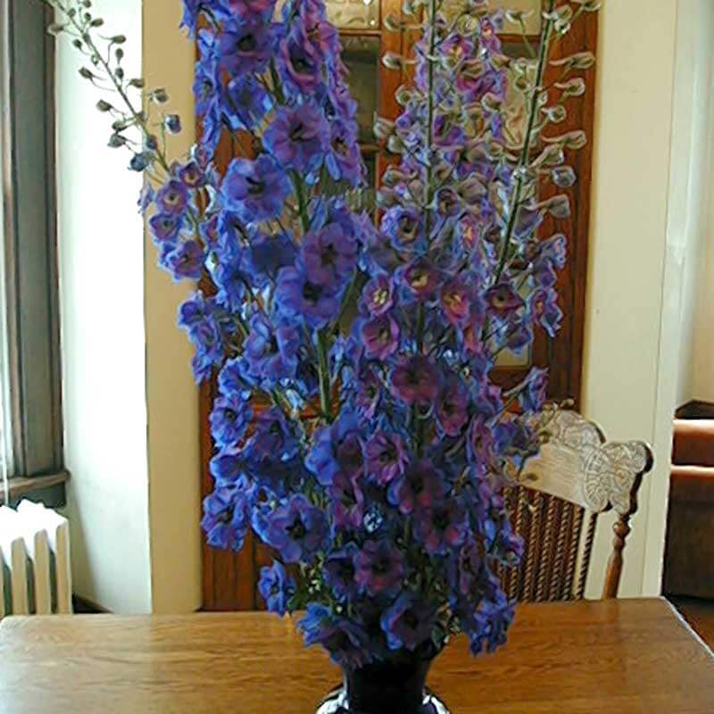Cut Diamonds Blue Delphinium blooms in a vase on a table. 