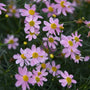 Close up of the American Dream Tickseed's soft delicate pink flowers.