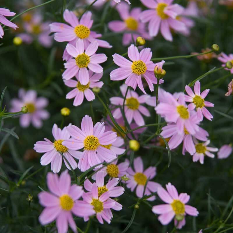 tick seed flower 'American Dream' Tickseed