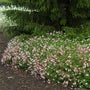 A row of Biokovo Cranesbill planted beneath an evergreen tree. 
