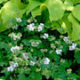 Close-up of Biokovo Cranesbill next to a large leafed green hosta. 