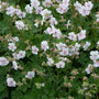 Close-up of Biokovo Cranesbill littered with dainty blush-pink flowers. 
