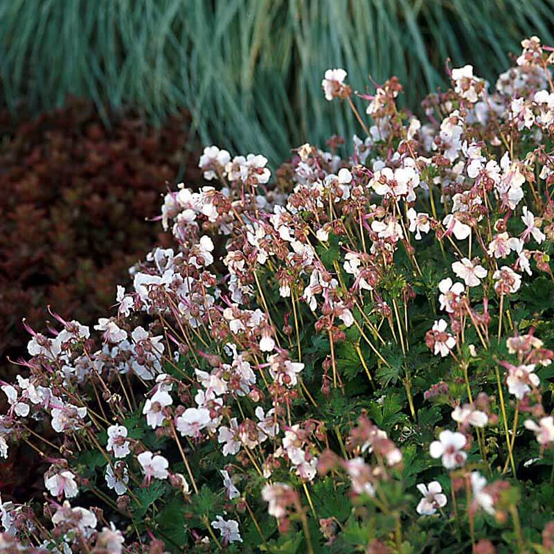 Biokovo Cranebill's dainty pink flowers floating on thin stems above green foliage. 