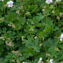 Close-up on buds and foliage of Biokovo Cranesbill. 