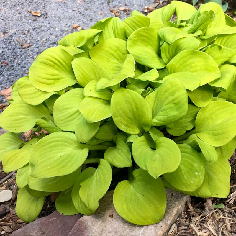 Sun Mouse Hosta with bright golden foliage. 