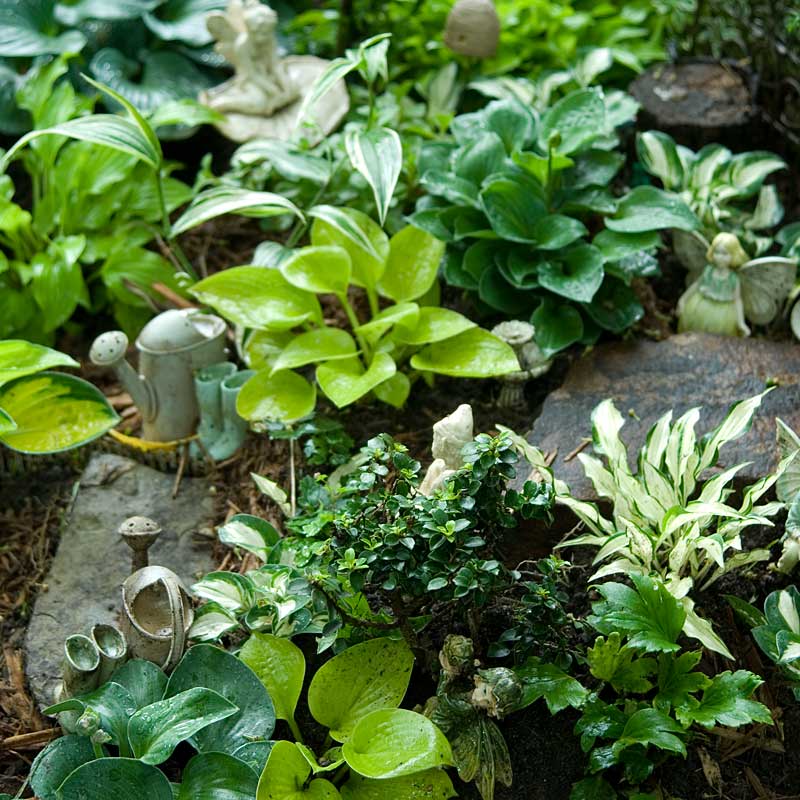 Sun Mouse Hosta in a garden with a variety of other hostas. 