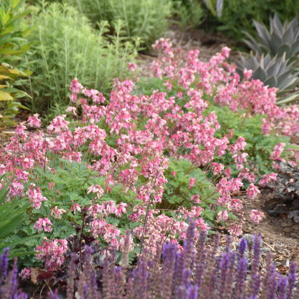 Pink Diamonds Bleeding Heart with pink heart-shaped flowers in a garden. 