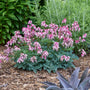 Pink Diamonds Bleeding Heart with pink flowers hanging over frilly green foliage. 
