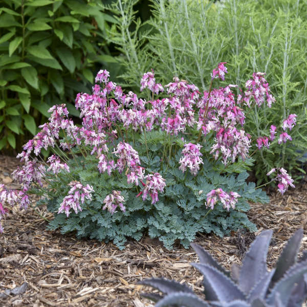 Pink Diamonds Bleeding Heart with pink flowers hanging over frilly green foliage. 