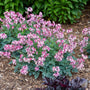 Pink heart-shaped Pink Diamonds Bleeding Heart blooms floating over frilly foliage in a garden. 