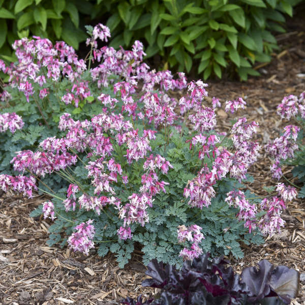 Pink Diamonds Bleeding Heart with heart-shaped pink blooms and frilly foliage. 