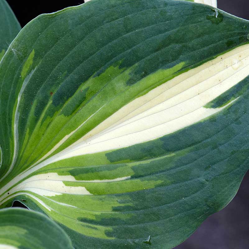 Gros plan sur la feuille centrale crème à marges bleu-vert d'un hosta Half and Half. 