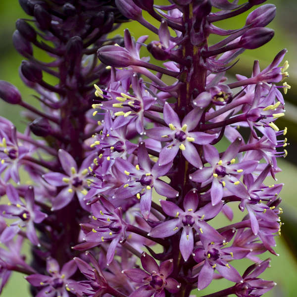 south african pineapple plant African Night' Pineapple Lily
