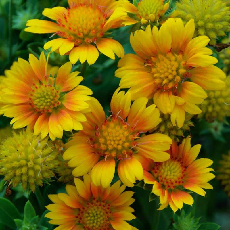 'Arizona Apricot' Blanket Flower Perennials Great Garden Plants