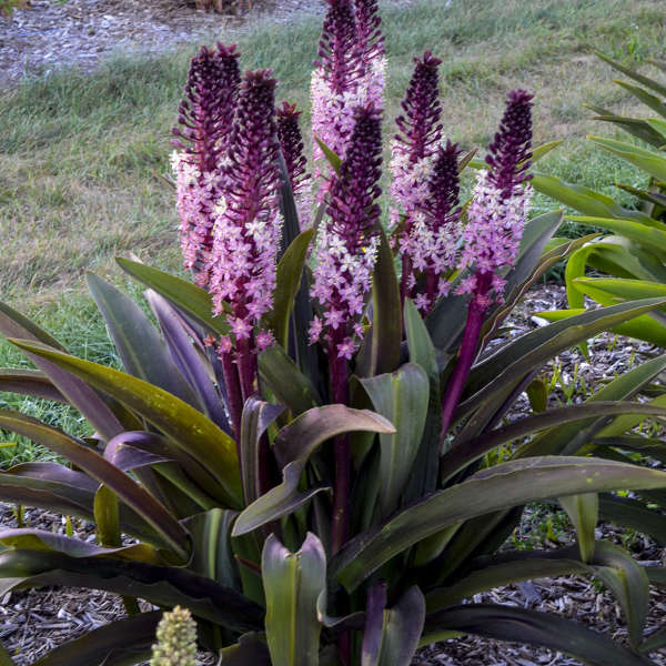 Lys ananas Safari Adventure, avec des fleurs rose-violettes et blanc crème au-dessus d'un feuillage vert olive. 