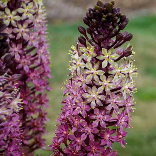 Gros plan sur une fleur de lys ananas Safari Adventure, de couleur blanc crème et rose-violet. 