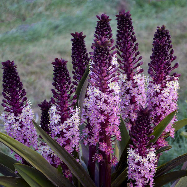 Lys ananas Safari Adventure à fleurs bicolores crème et violettes. 
