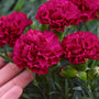 Close-up of a hand gesturing to a magenta-red Fruit Punch Cranberry Cocktail Dianthus bloom. 