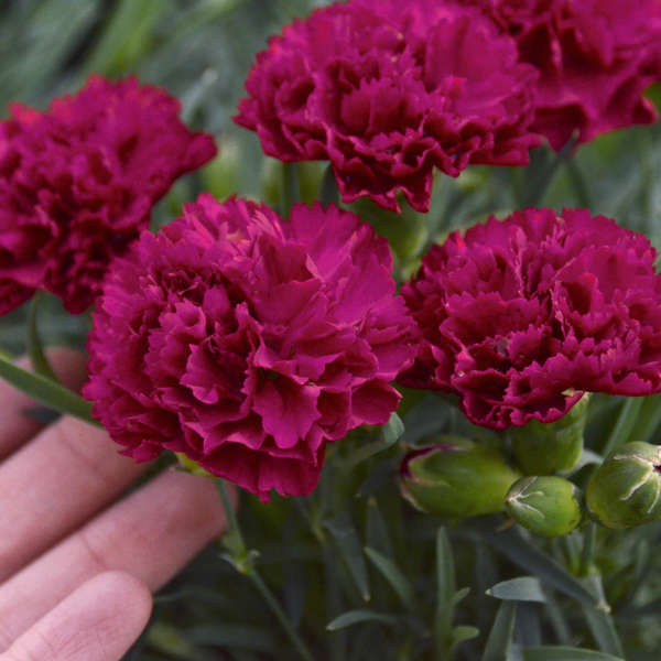 Close-up of a hand gesturing to a magenta-red Fruit Punch Cranberry Cocktail Dianthus bloom. 