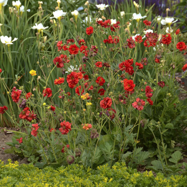 genson plants 'Blazing Sunset' Geum