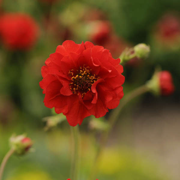 'Blazing Sunset' Geum