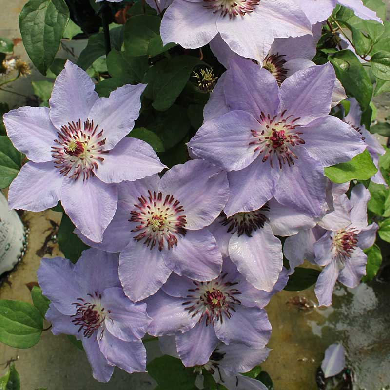 Proven Winners Still Waters Clematis