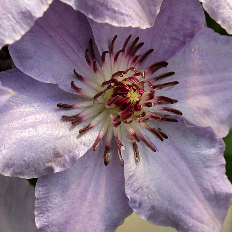 Proven Winners Still Waters Clematis - Thumbnail 4