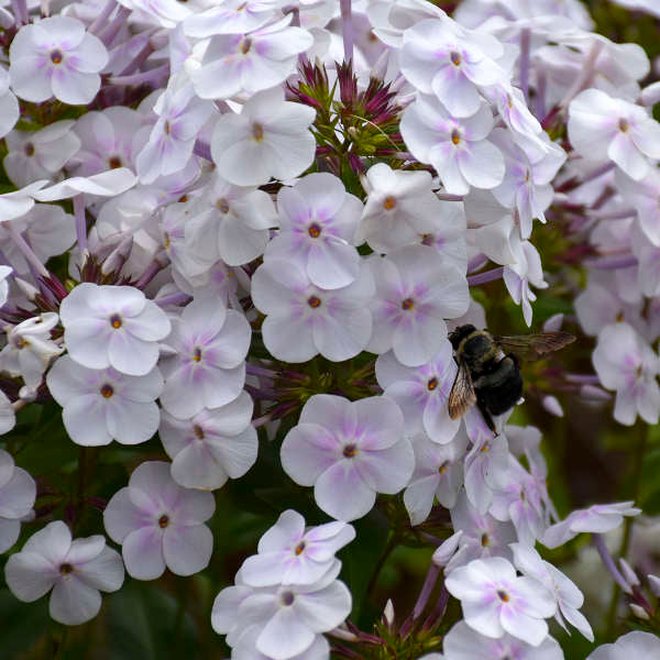 Close-up of a bumble bee on Fashionably Early Crystal Hybrid Phlox white blooms. 