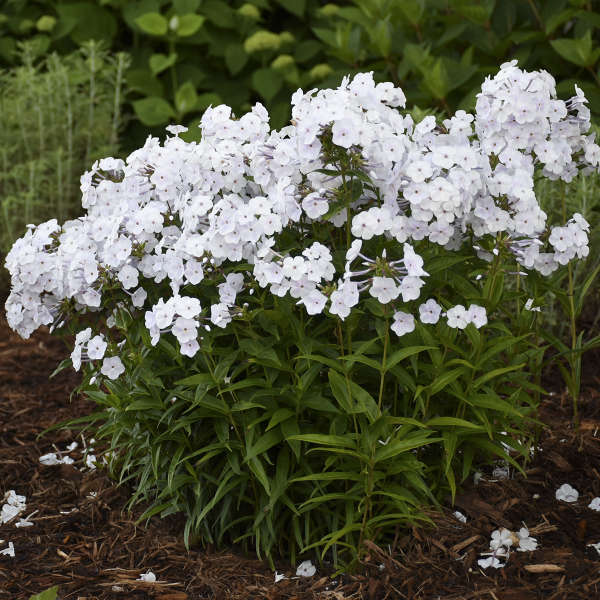 'Fashionably Early Crystal' Hybrid Phlox - Thumbnail 2